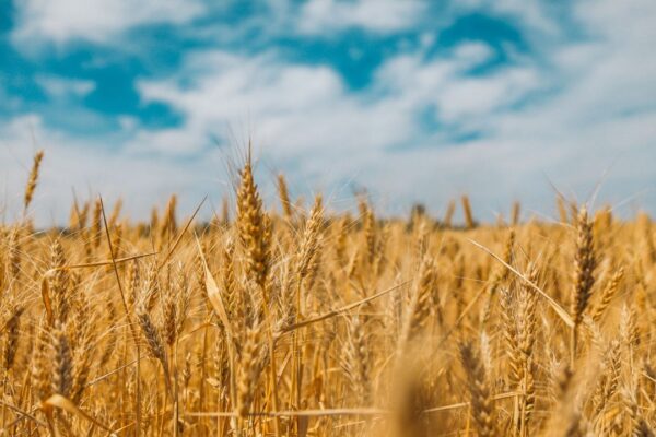 Why is the EU limiting grain imports from Ukraine?